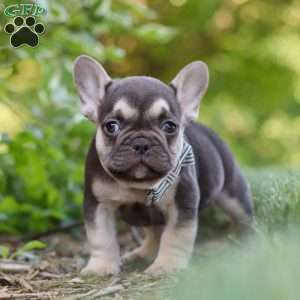 Page, French Bulldog Puppy